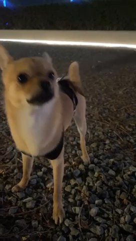 Chihuahua Male 11 Months in Abu Dhabi