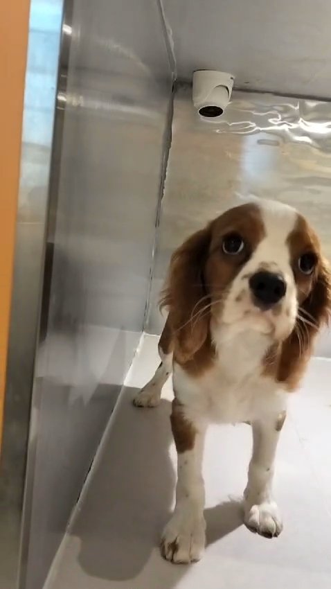 (Imported) King Charles Cavalier 🐶 in Dubai