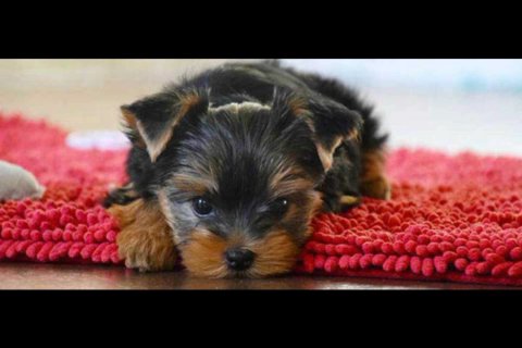 Yorkshire Terrier ( Limited Offer ) in Dubai