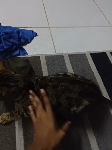Bengal Cat For Sale in Sharjah