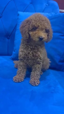 (SOLD) Red Female Toy Poodle Puppy Available in Dubai