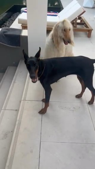Available Now …Best Quality Imported Doberman Female in Dubai