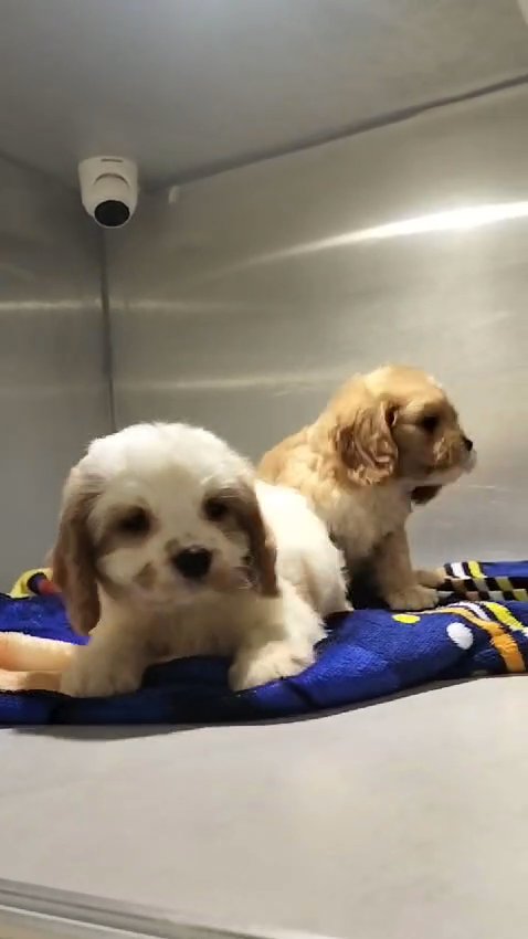Cavapoo Puppies available 😍 in Dubai
