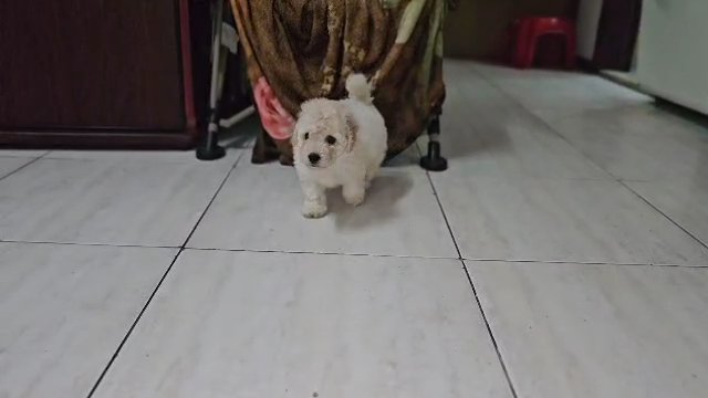 Mini Poodle in Abu Dhabi