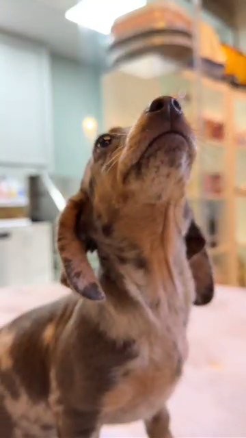 (SOLD) IMPORTED DACHSHUND in Dubai