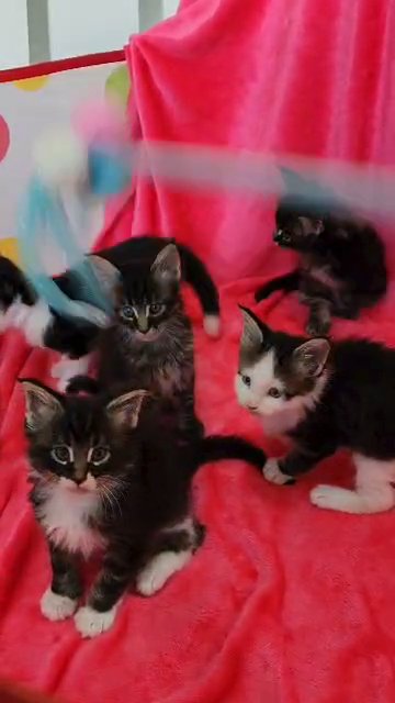 Maine coon kittens ready to go in Dubai