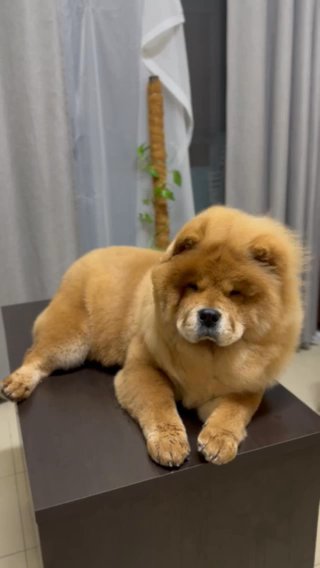 Chow Chow Male for MATING in Dubai