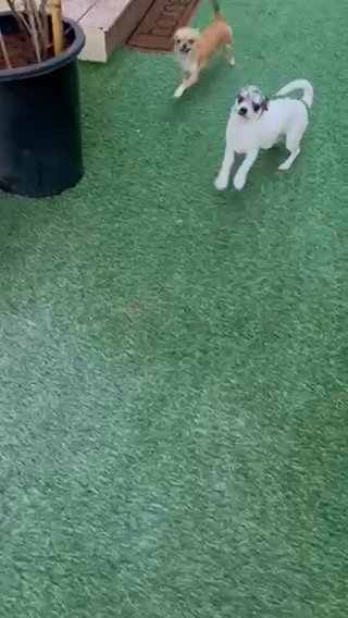 Chihuahua For Sale in Dubai