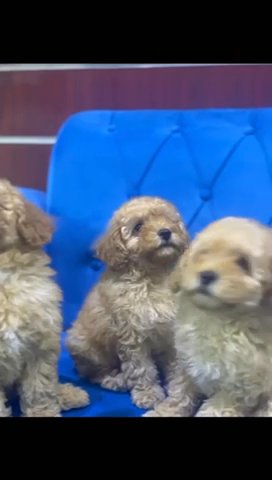 Toy Poodle Puppies Available in Dubai