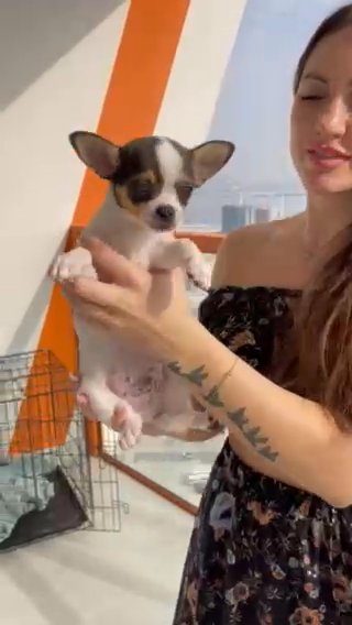 Chihuahua Pup in Dubai