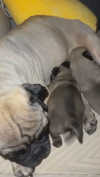 Baby Pug Puppies in Dubai