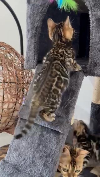 Pure Imported Bengal Kittens in Dubai