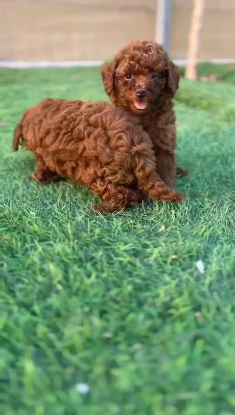toy poodle in Sharjah