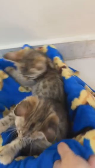 Bengal Kitten in Abu Dhabi