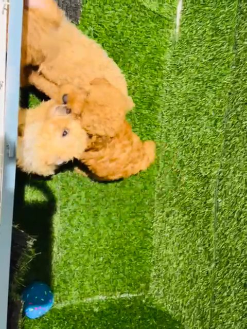 toy poodle puppies top quality توي جراوي in Sharjah