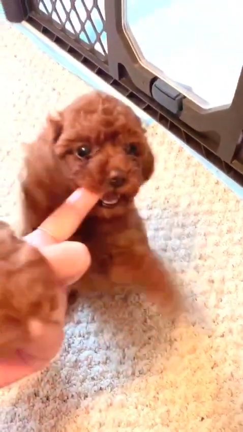 TOP QUALITY RED TOY POODLE PUPPY in Dubai