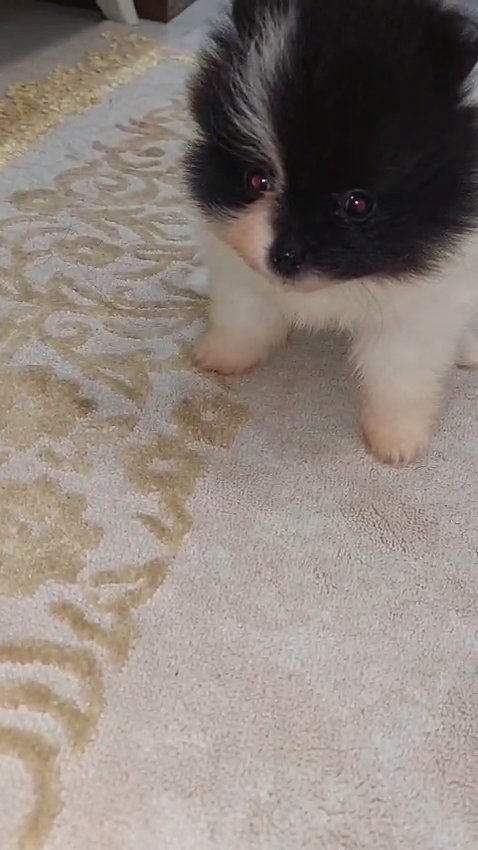 pomeranian female tea cup 2 month with passport in Ajman