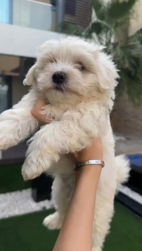 Maltipoo Puppy 🐶 Limited Offer in Dubai