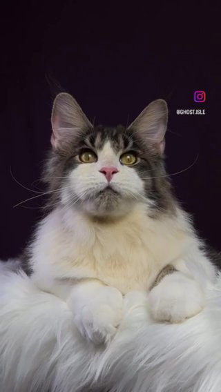 Maine Coon (Male) - GhostIsle Apollo in Sharjah