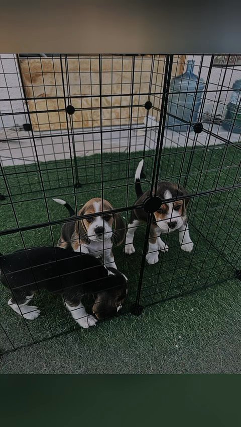 beagle puppies بيجل in Sharjah