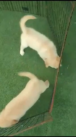 Golden Retriever Puppies in Dubai