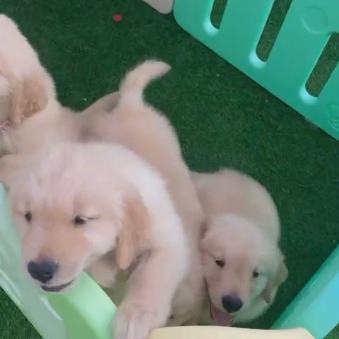 Golden Retriever Puppies in RAK City