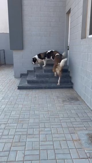 Beagle Puppies in Dubai