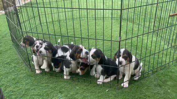 (SOLD)Beagle Puppies in Dubai