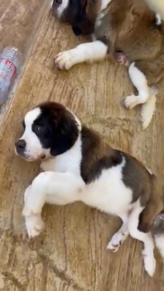 ((SOLD))Beagle in Dubai