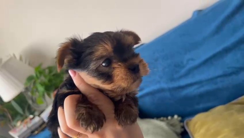 Yorkie puppies available in Fujairah