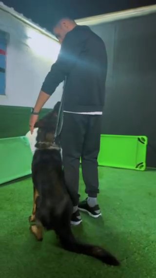 Training Dog in Ajman