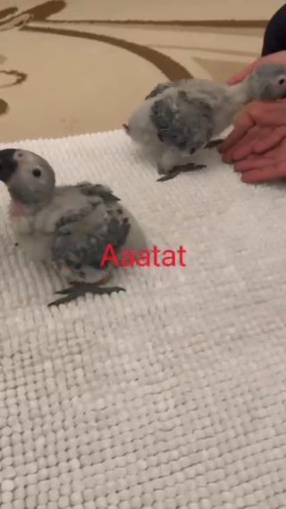 فرخ كاسكو لنتاج محلي - Local African Gray Parrot in Abu Dhabi