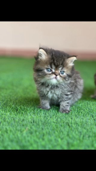 Kitten Exotic For Rehoming in Dubai