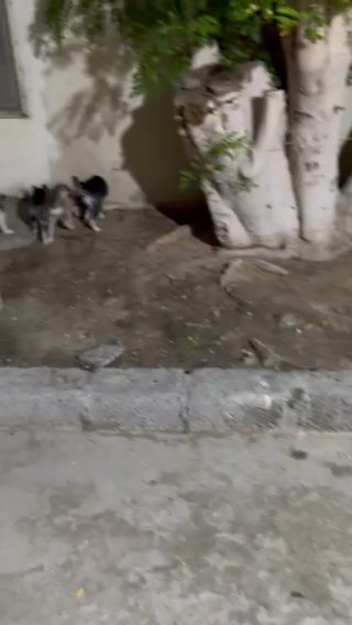 Husky Puppies For Sale in Dubai