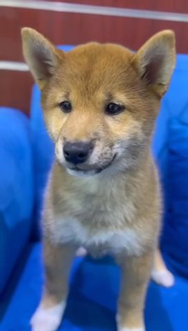 (SOLD) Red Shiba-Inu Female Puppy Available in Dubai