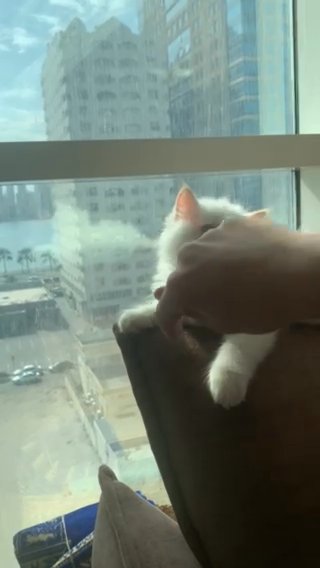 Cat For Sale in Sharjah