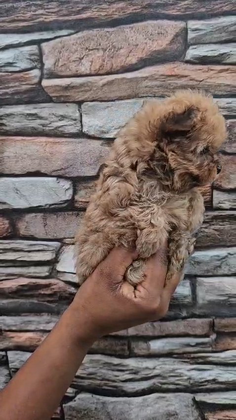 Toy Poodle Female (Super small) 45 days in Dubai