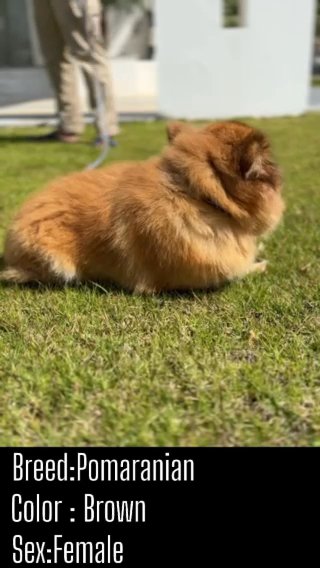 Female 3 Years Old Pomadanian For Sale in Fujairah