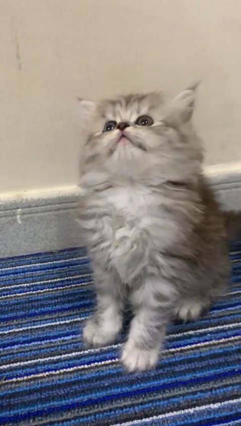 Persian kitten in Dubai
