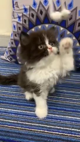 Cute Persian Kitten 🐱 in Dubai
