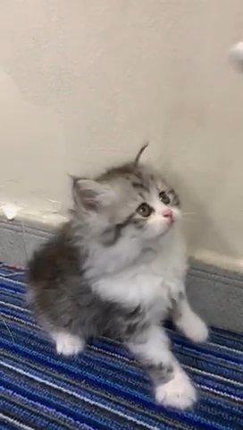 Cute Persian Kitten In Dubai in Dubai