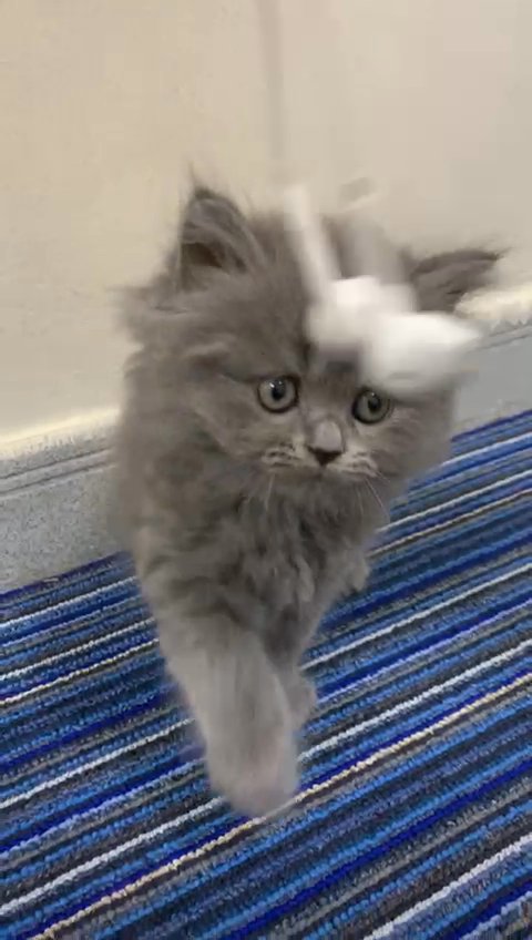 Cute Persian Kitten 😸 in Dubai