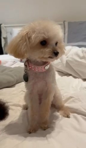 URGENT SALE - RELOCATION❣️TRUE HIGH QUALITY TEACUP POODLE FROM KOREA🇰🇷 in Dubai