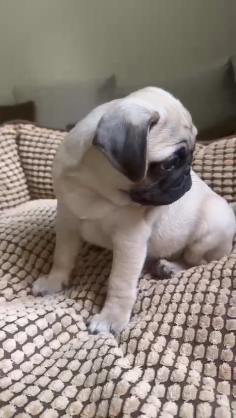 Cute Pug Puppy Available 🐶 in Dubai