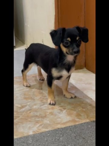 9 Months Female Chihuahua in Al Ain