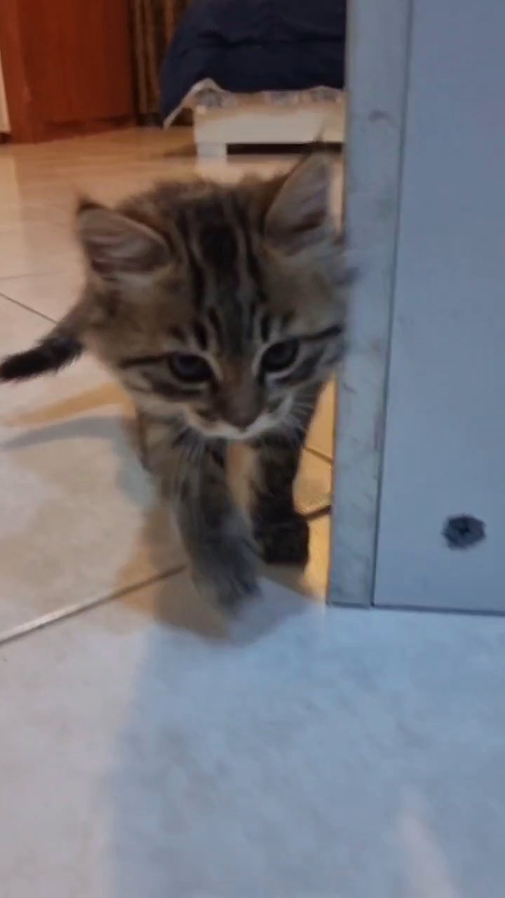 Cute Siberian Kitten 😸 in Abu Dhabi