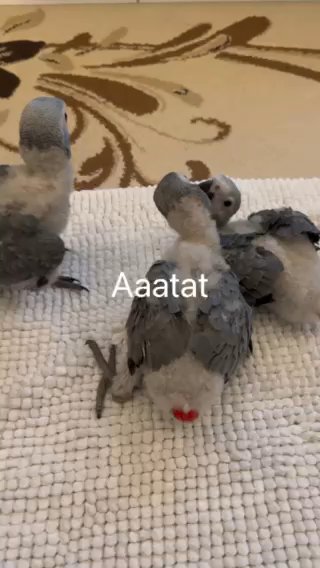كاسكو انتاج محلي - African Gray Parrot Local Breeding in Abu Dhabi