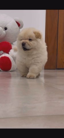 Top Quality Chow Chow Puppy Male in Dubai