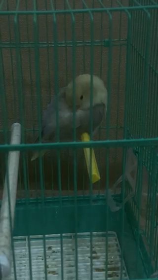 Lovebird for Sale With Cage in Abu Dhabi