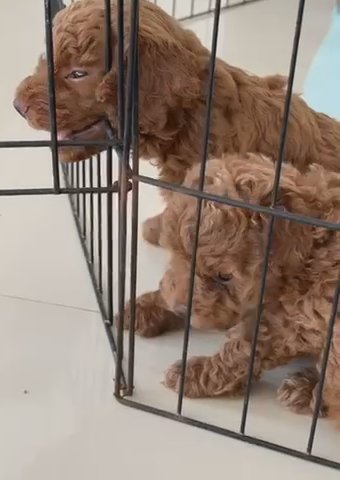 Male Toy Poodle 2 Months Old 7000 in Abu Dhabi